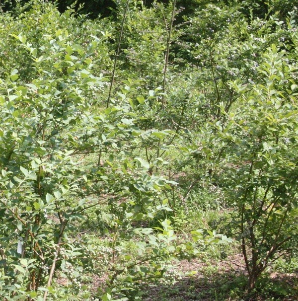 ハスカップ 2025年収穫 冷凍 北海道産 野原のハスカップ 1kg 39