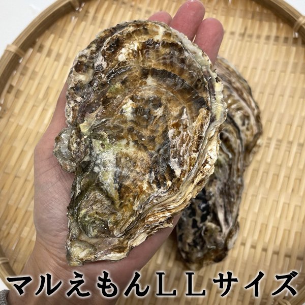 カキ 殻付き 生食用 牡蠣 北海道 厚岸産 マルえもん LLサイズ 20個 お