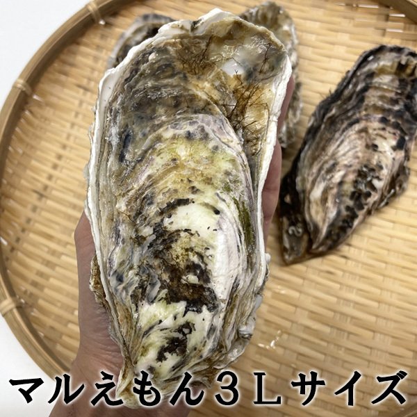 カキ 殻付き 生食用 牡蠣 北海道 厚岸産 マルえもん 3Lサイズ 10個 お