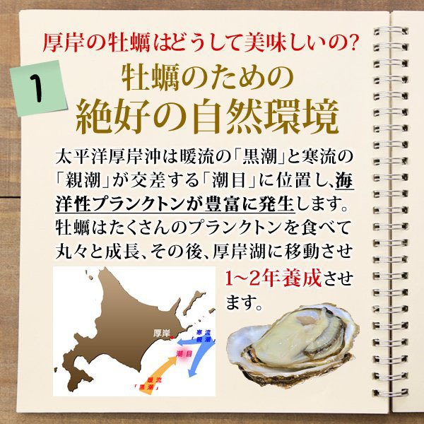 カキ 殻付き 生食用 牡蠣 北海道 厚岸産 マルえもん 3Lサイズ 10個 お