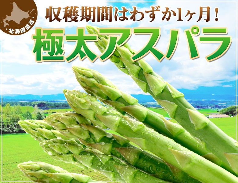 収穫期間はわずか1ヶ月！　北海道産　朝採れアスパラ