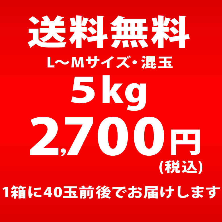 じゃがいも 北海道 グラウンドペチカ 変わった品種 送料無料 5ｋｇ