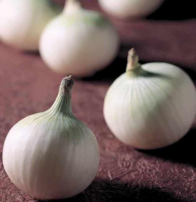 白色的洋葱雪白3公斤-日本购购凭借专业的代购经验,为广大朋友提供