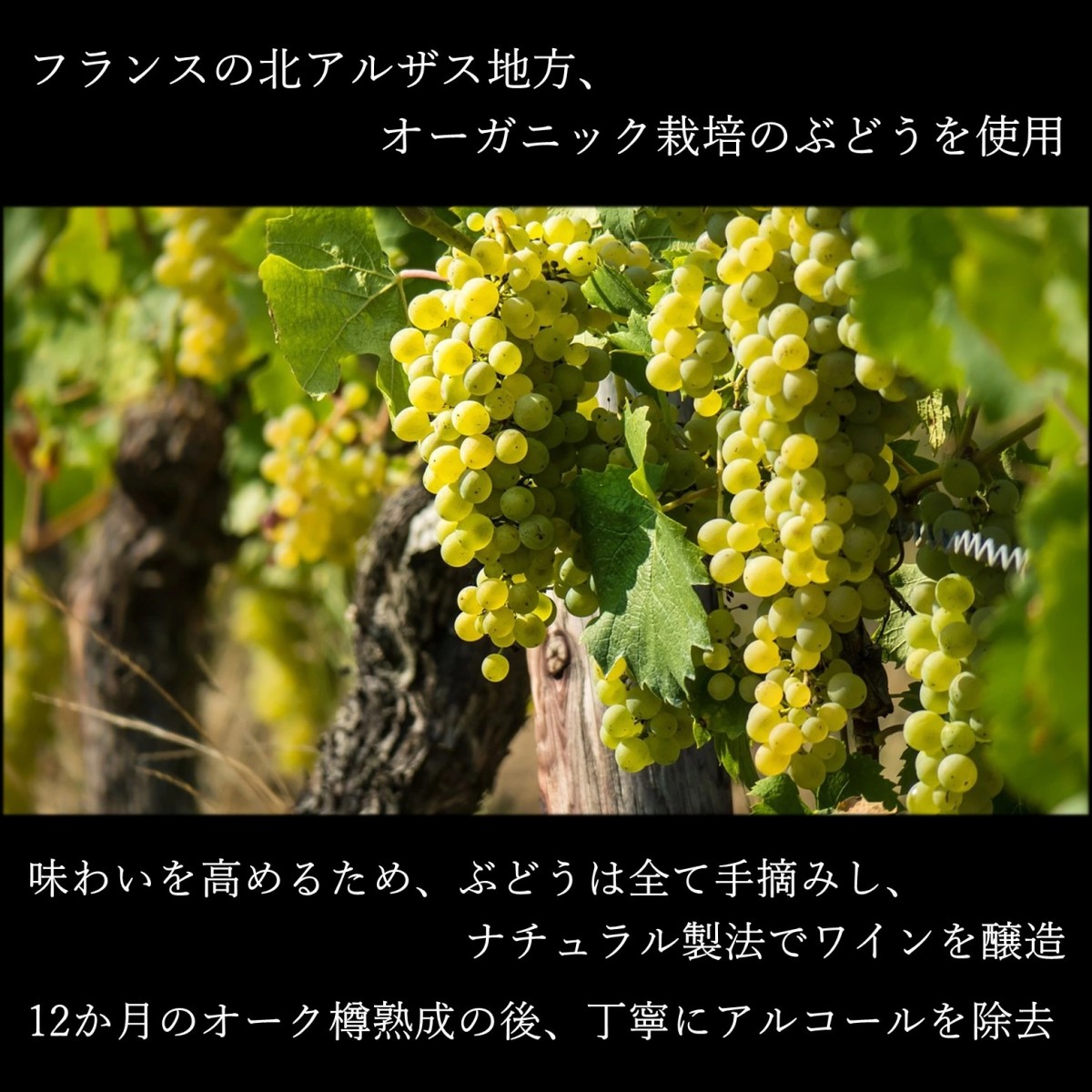 ノンアルコールワイン 白】 樽熟成 華やかな香り、鮮やかな複雑
