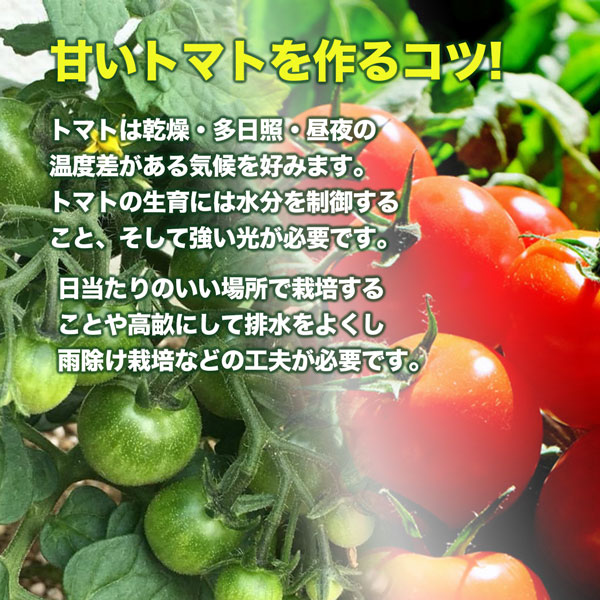 トマト支柱 らせんの商品一覧 通販 - Yahoo!ショッピング