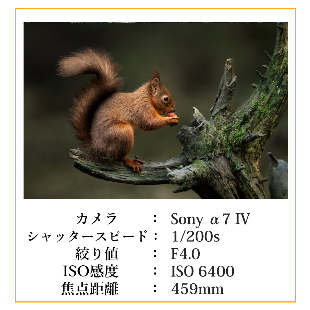 シグマ（SIGMA） （レビュー特典あり）シグマ 300-600mm F4 DG OS（S