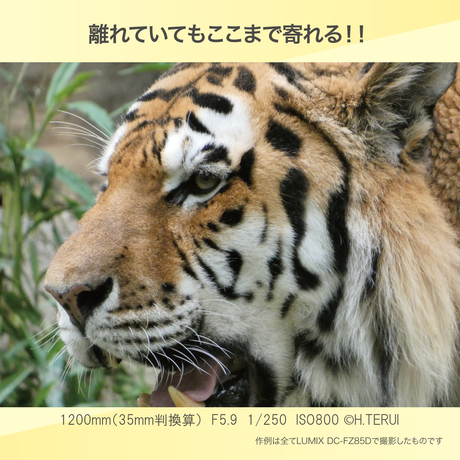Panasonic パナソニック デジタルカメラ ルミックス LUMIX FZ85D Panasonic パナソニック デジタルカメラ ルミックス LUMIX FZ85D