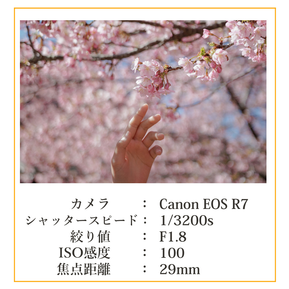 シグマ（SIGMA） （レビューでプレゼント） レンズ保護フィルター付 17