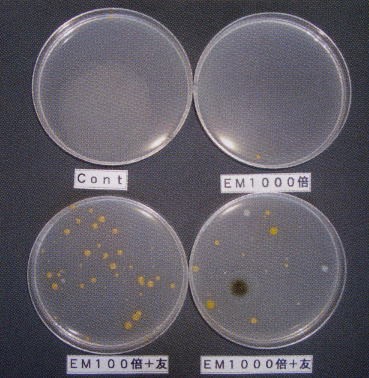 EM散布の友茶葉面散布微生物の変化