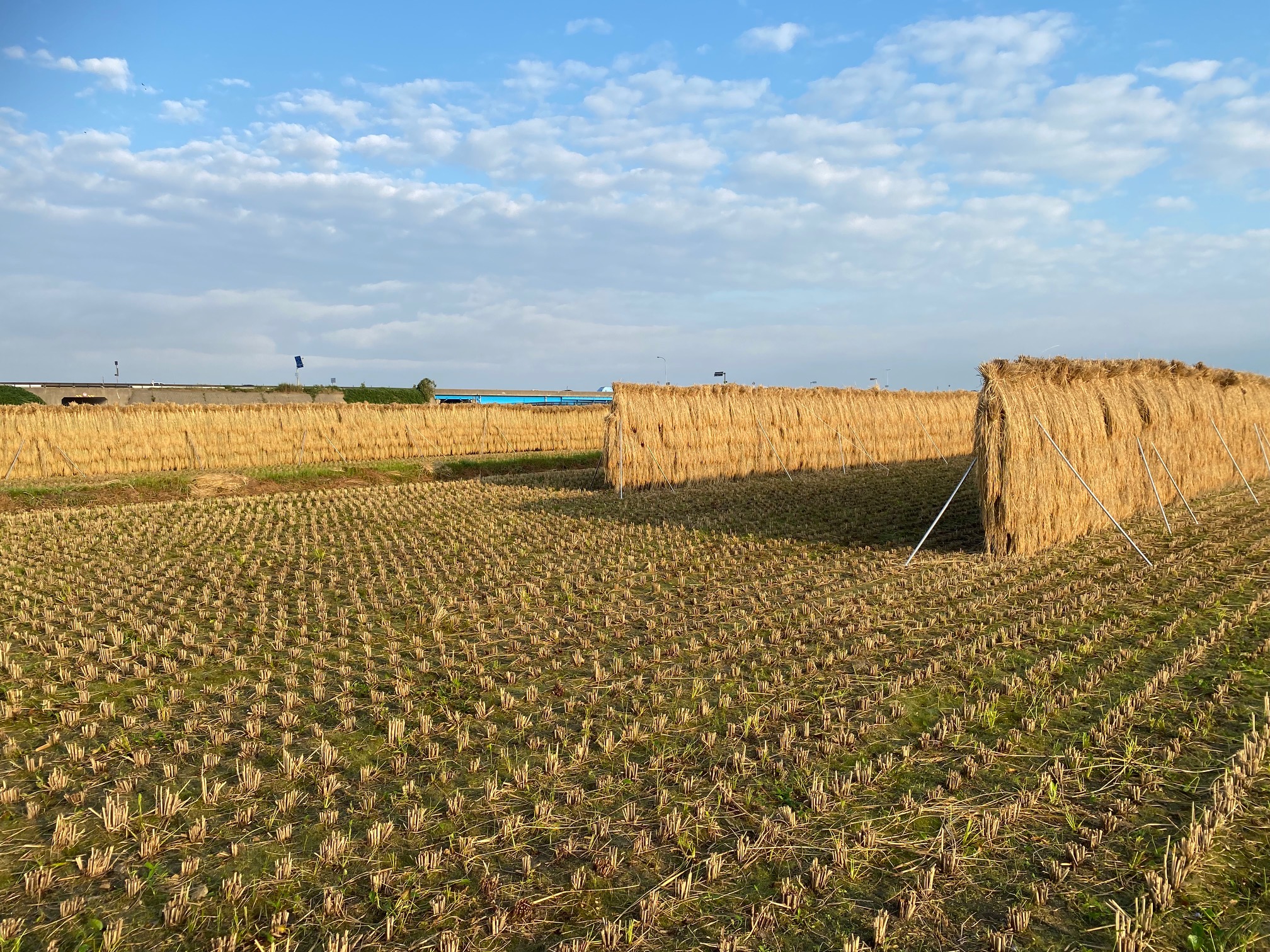 無農薬米 有機栽培米 稲藁 1.5kg 「約5束」稲わら いなわら : ほんだ