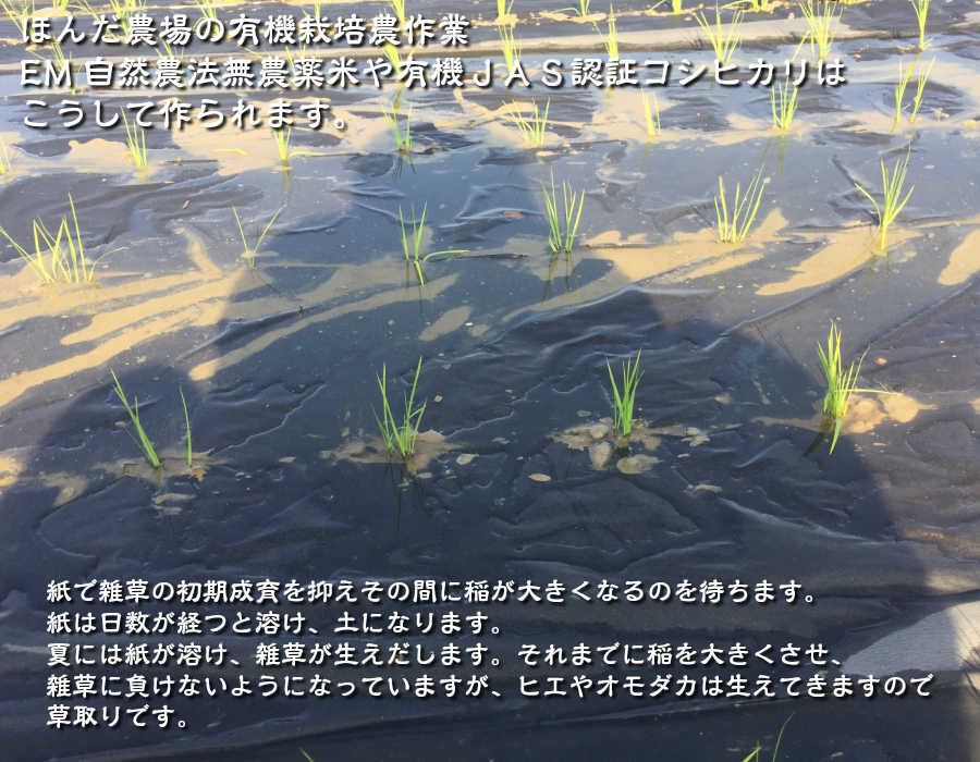 有機米ができるまでEM自然農法 紙マルチ田植え 生育状況