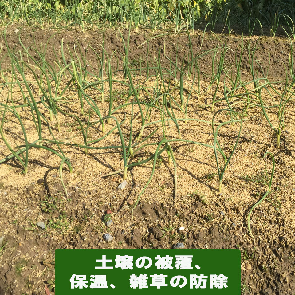 籾殻 もみ殻