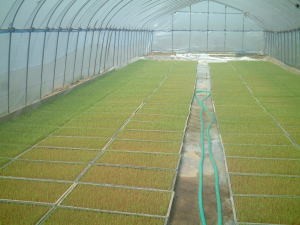 芽が出始めた無農薬有機米の苗