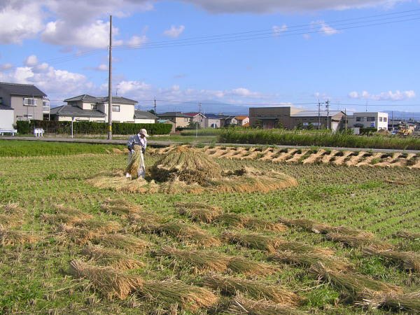 天日干有機米のにゅう積み