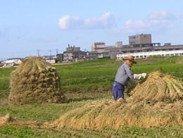 天日干し