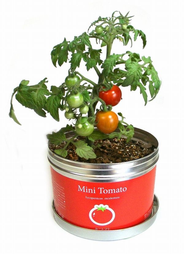 リトルガーデンプロ ミニトマト 栽培キット 栽培セット[02] : 家具