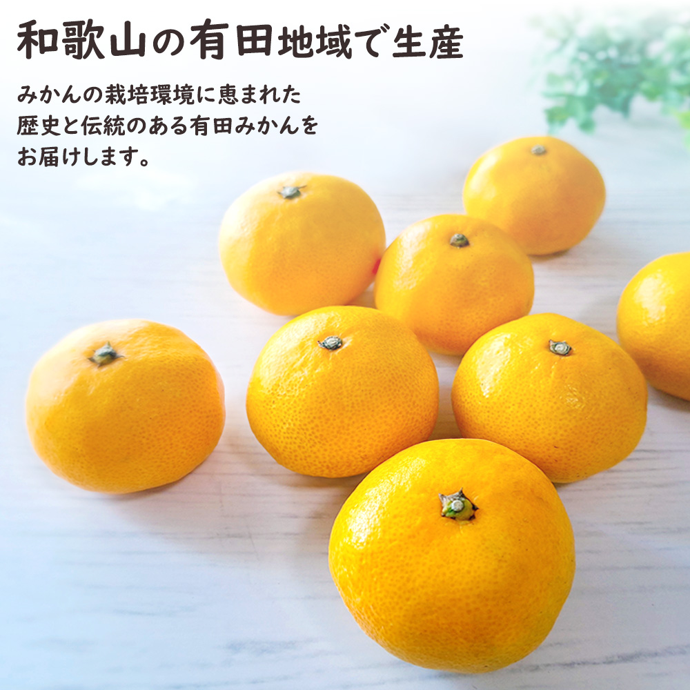 AQ有田みかん ケース 箱売り 和歌山 10kg S M ミカン 蜜柑 フルーツ