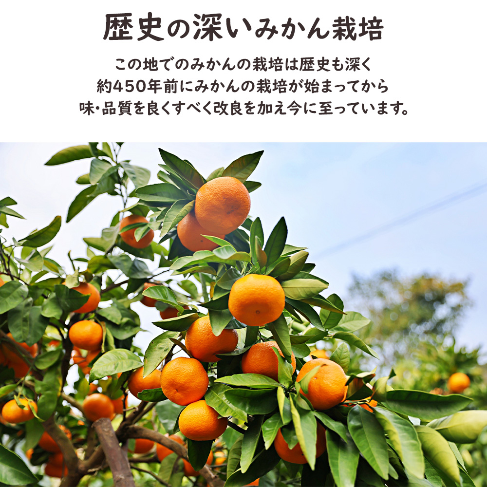 AQ有田みかん ケース 箱売り 和歌山 10kg S M ミカン 蜜柑 フルーツ