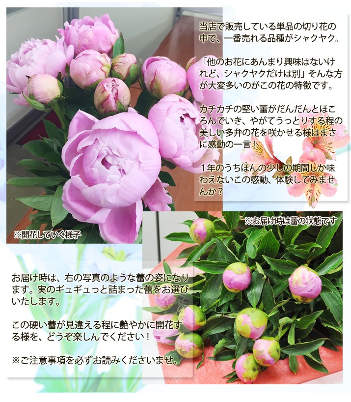 シャクヤク原体