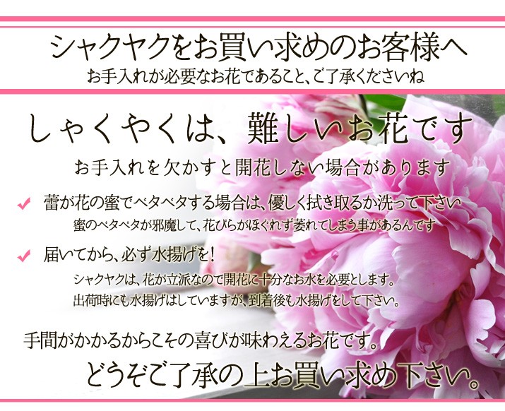 シャクヤク原体