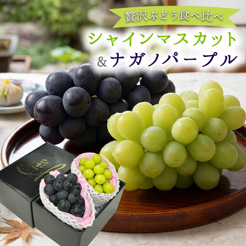 遅れてごめんね／ 敬老の日 2026 ナガノパープル シャインマスカット