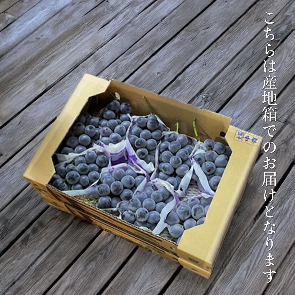 予約】ケース 箱売り 山梨 藤稔 藤みのり 大峰 8〜11房 約5kg ぶどう