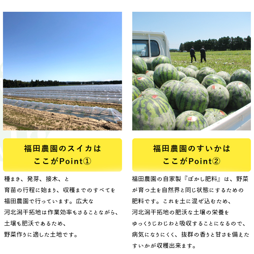 産地箱でお届け 訳あり