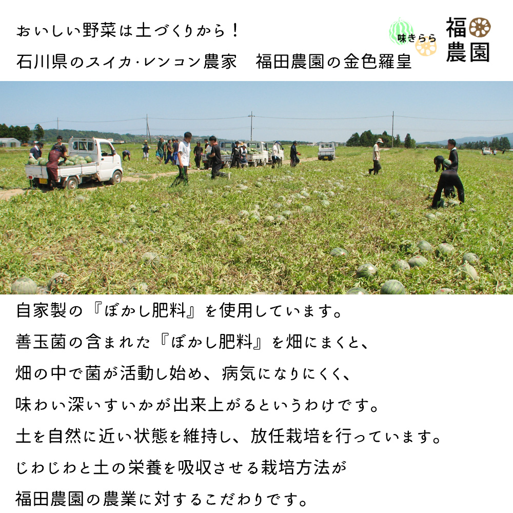 金色羅皇 ケース