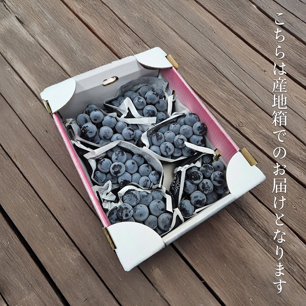 ケース 箱売り 山梨 甲斐キング ブラックキング 5〜7房 約3kg ケース 箱売り 山梨 甲斐キング ブラックキング 5〜7房 約3kg