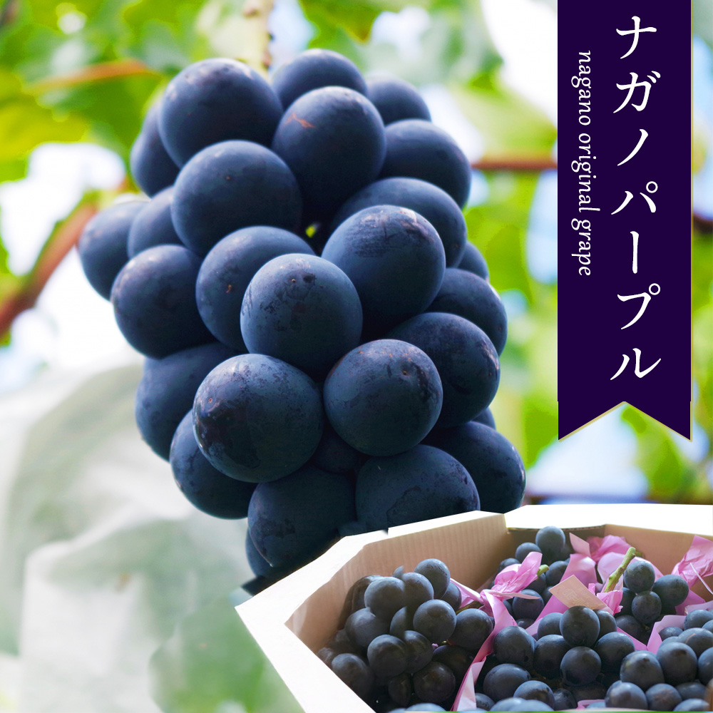 ケース 箱売り 長野 ナガノパープル 8〜12房 約5kg ぶどう 高級 大粒