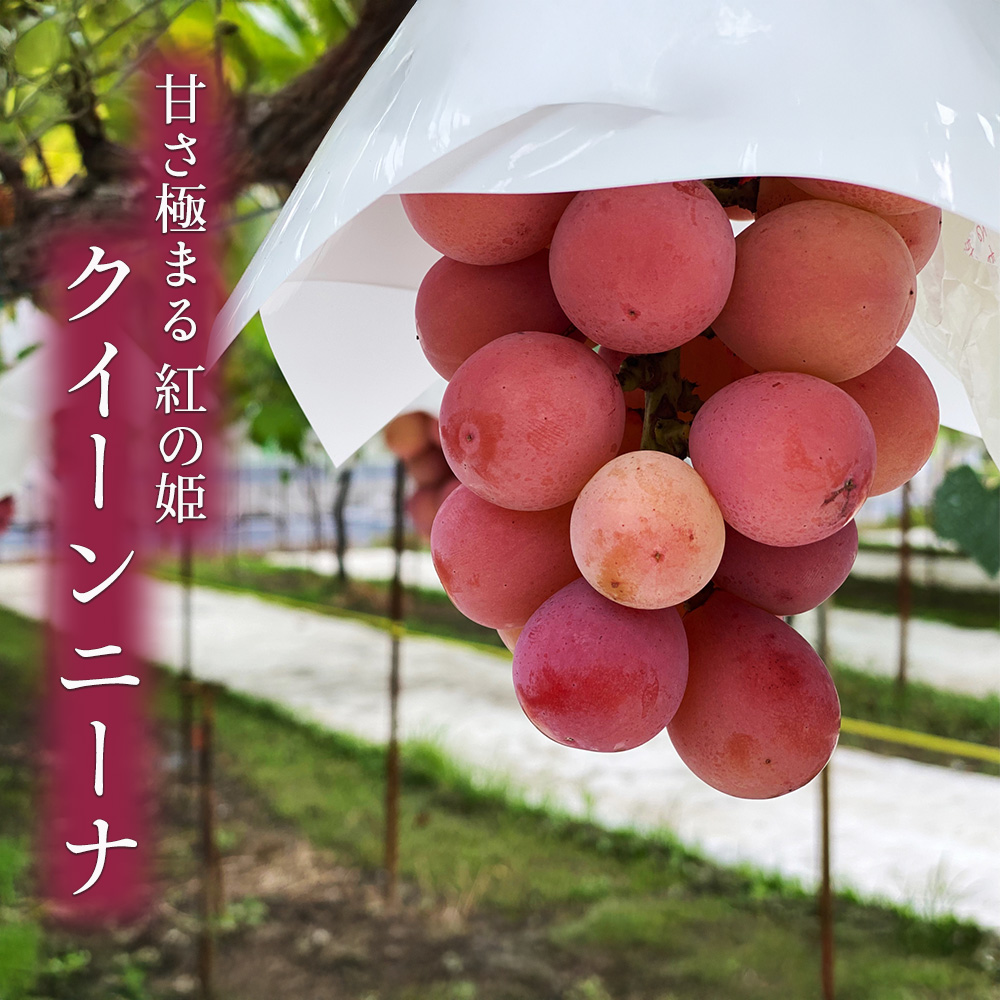ケース 箱売り 山梨 クイーンニーナ 赤ぶどう 高級 ギフト お祝い
