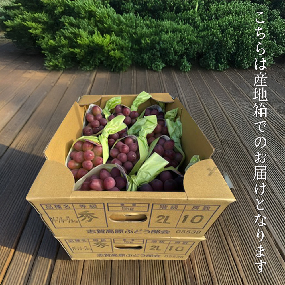 ケース 箱売り 長野 クイーンルージュ 赤ぶどう 赤い シャイン