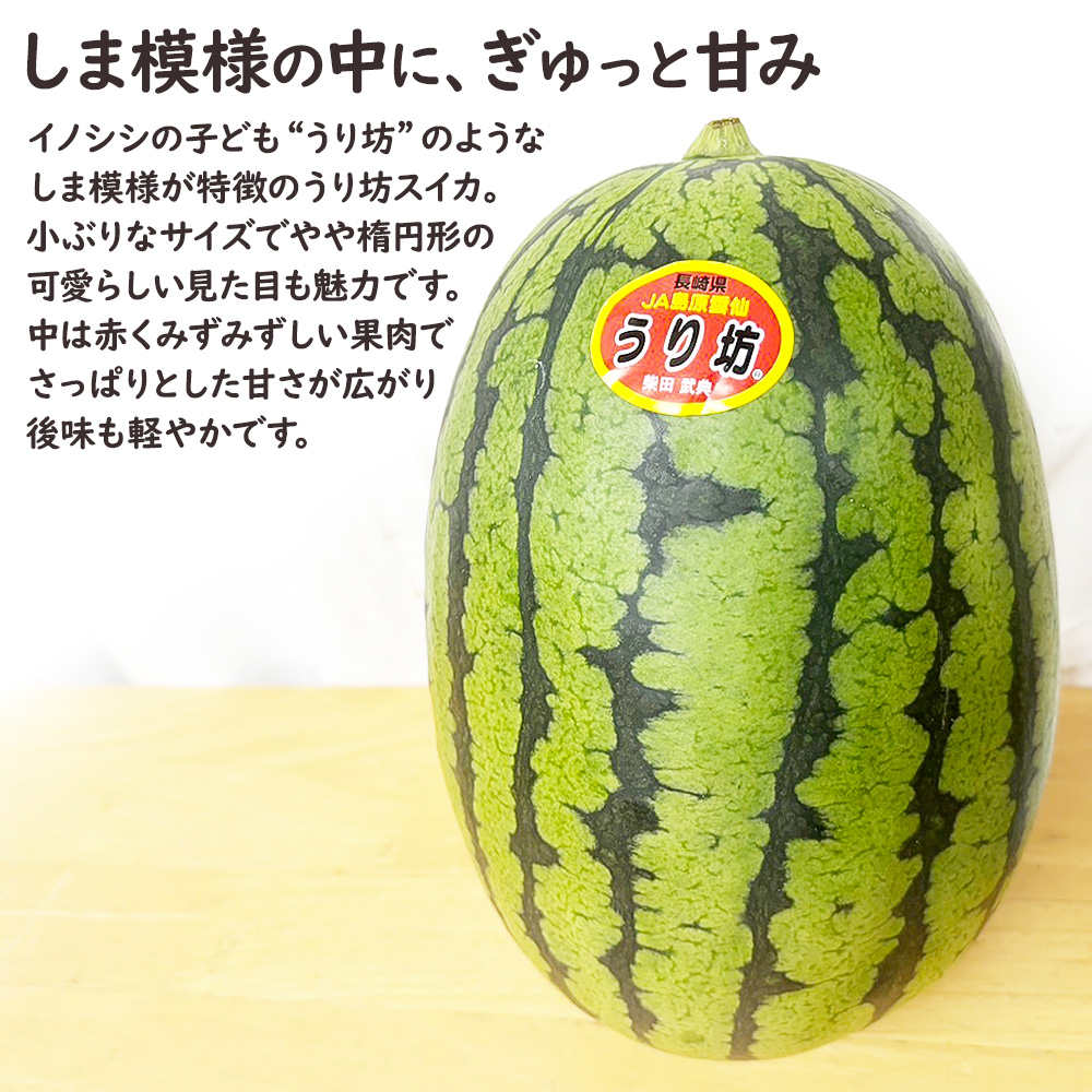 ケース 箱売り すいか 小玉 うり坊 ウリ坊 長崎県産 1玉 Lサイズ