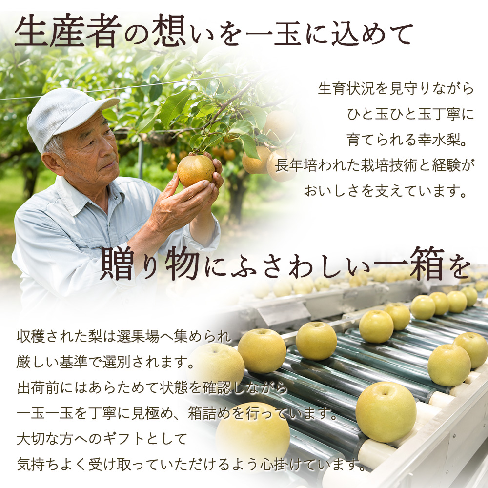 松茂の幸水梨 お中元 贈答 ギフト 梨 徳島県産 幸水 約2kg 化粧箱入り