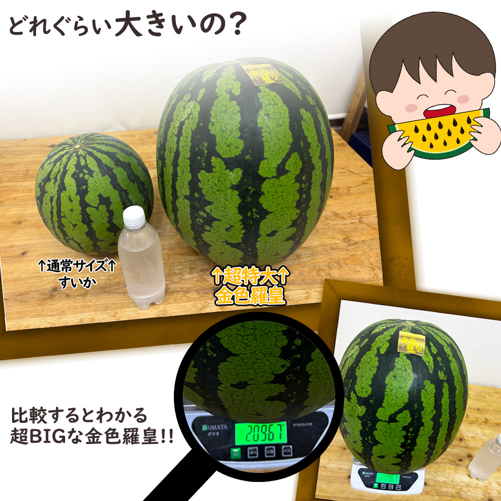 金色羅皇