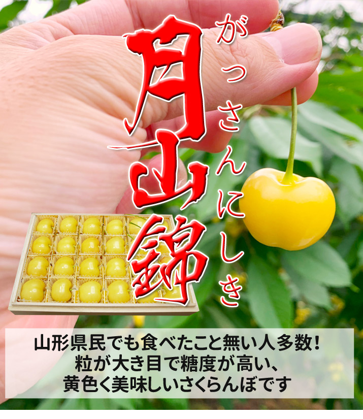 さくらんぼ サクランボ 月山錦 化粧箱 黄色いさくらんぼ 桜桃 チェリー