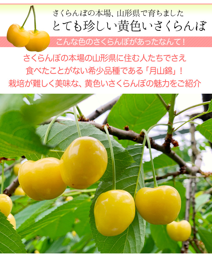 さくらんぼ サクランボ 月山錦 化粧箱 黄色いさくらんぼ 桜桃 チェリー