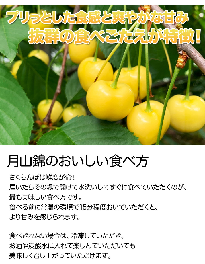 さくらんぼ サクランボ 月山錦 化粧箱 黄色いさくらんぼ 桜桃 チェリー