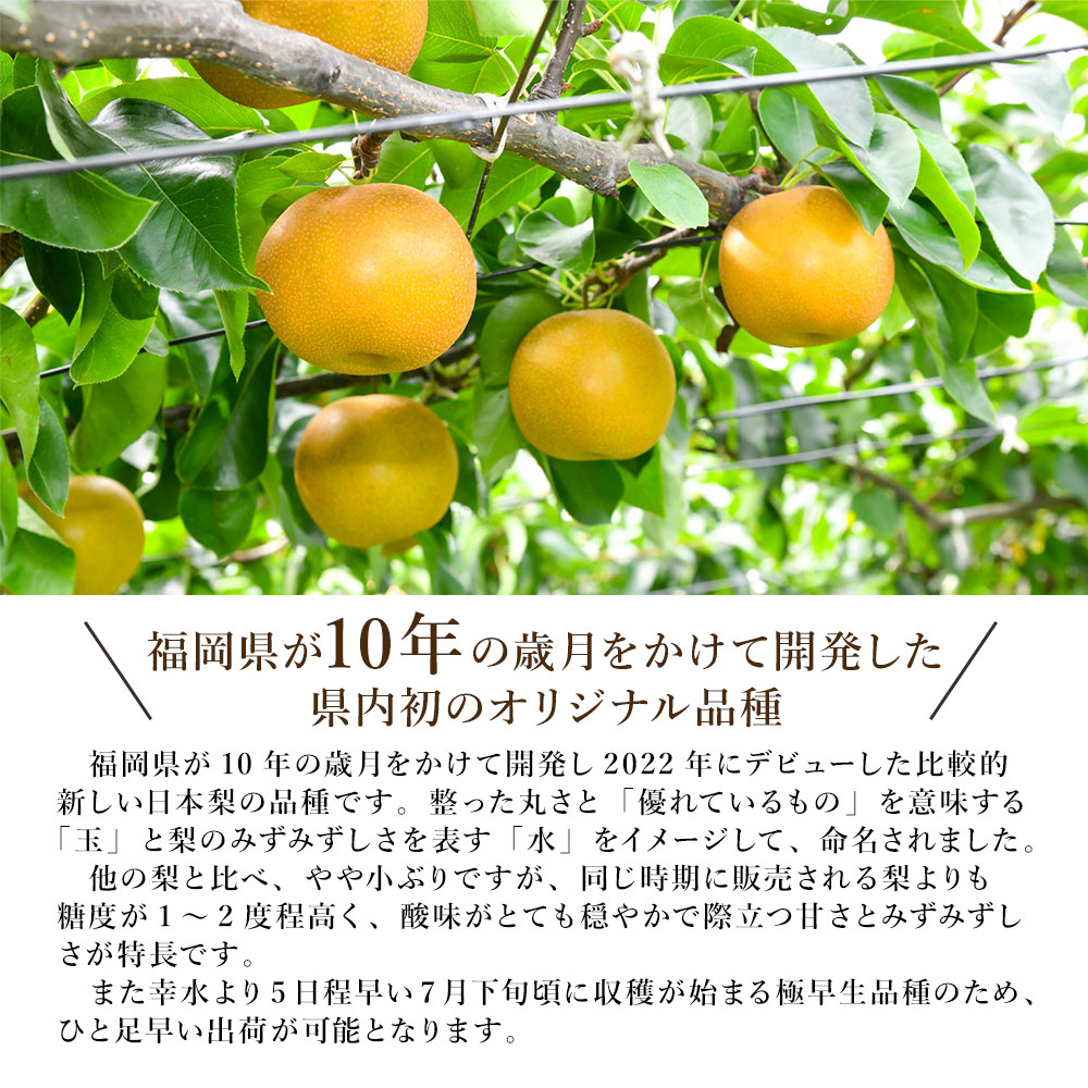 8月上旬より発送 玉水梨 ケース 箱売り 梨 福岡県限定生産 新品種 幸水