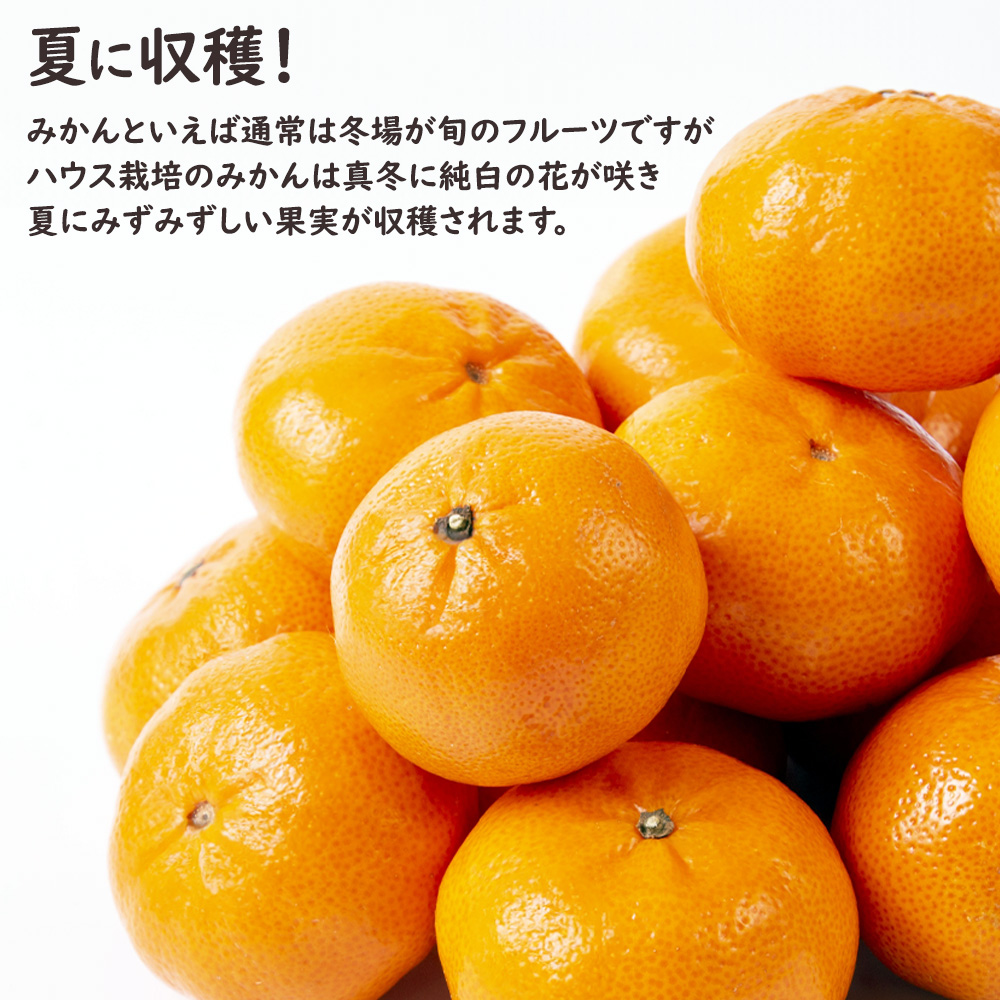 予約】佐賀県産 佐賀唐津ハウスみかん 2kg 唐津 ハウスみかん みかん