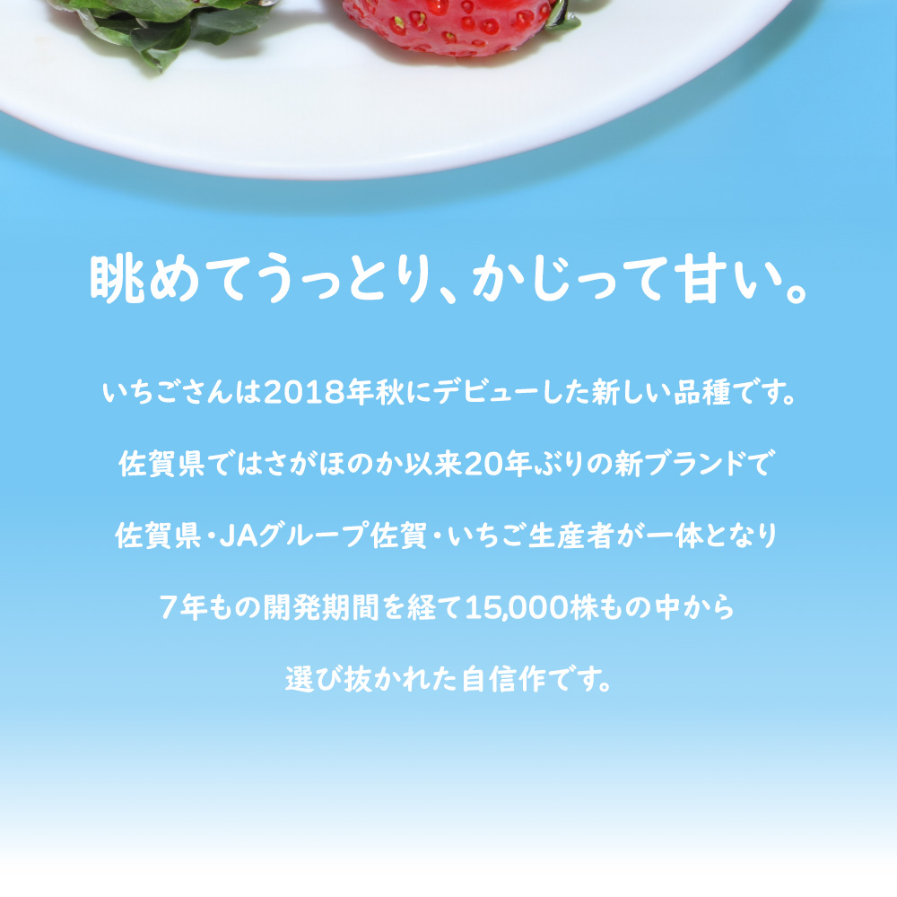 いちごさん いちご イチゴ 苺 佐賀 果物 フルーツ ギフト 贈答 お歳暮