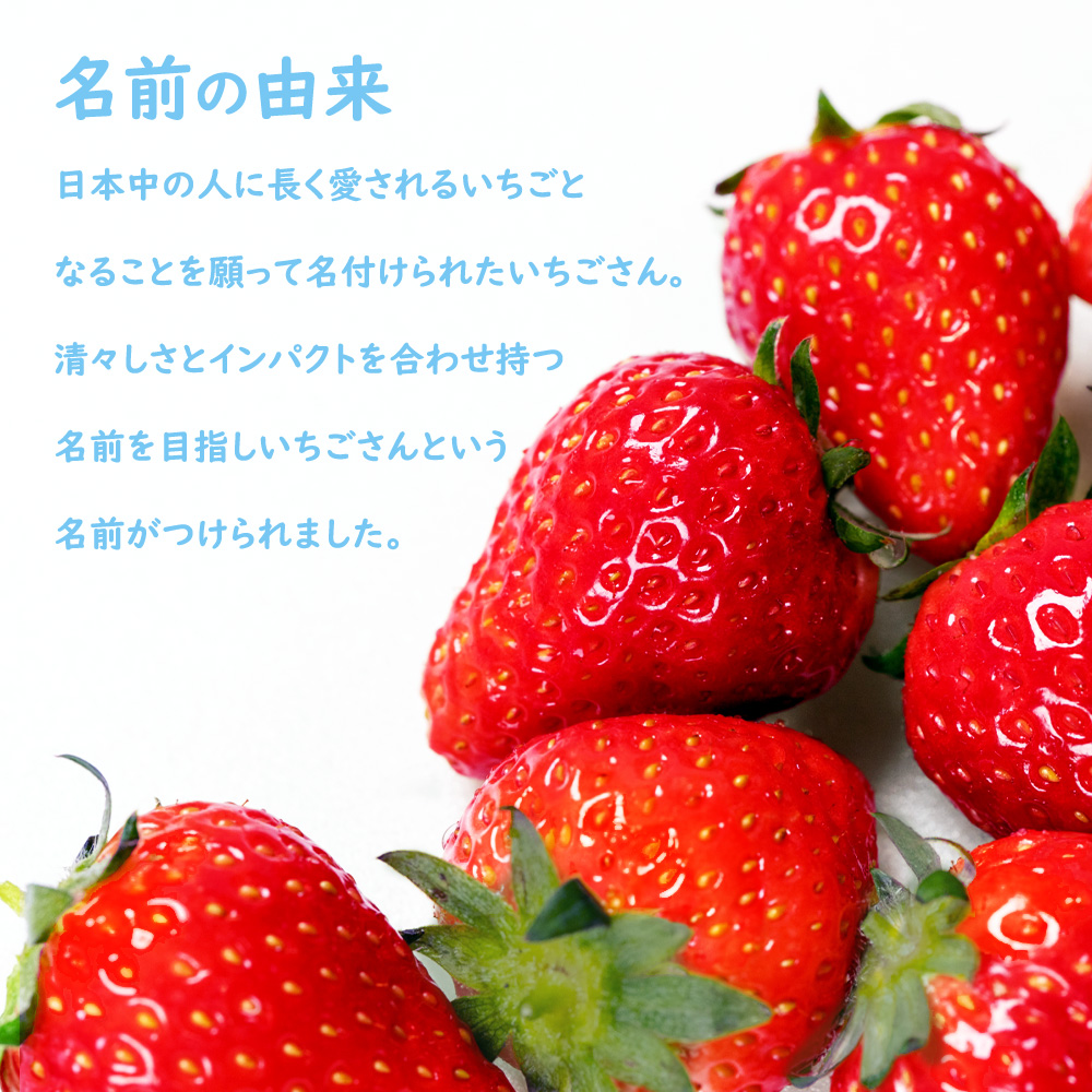 発送中／ いちごさん いちご イチゴ 苺 佐賀 果物 フルーツ ギフト