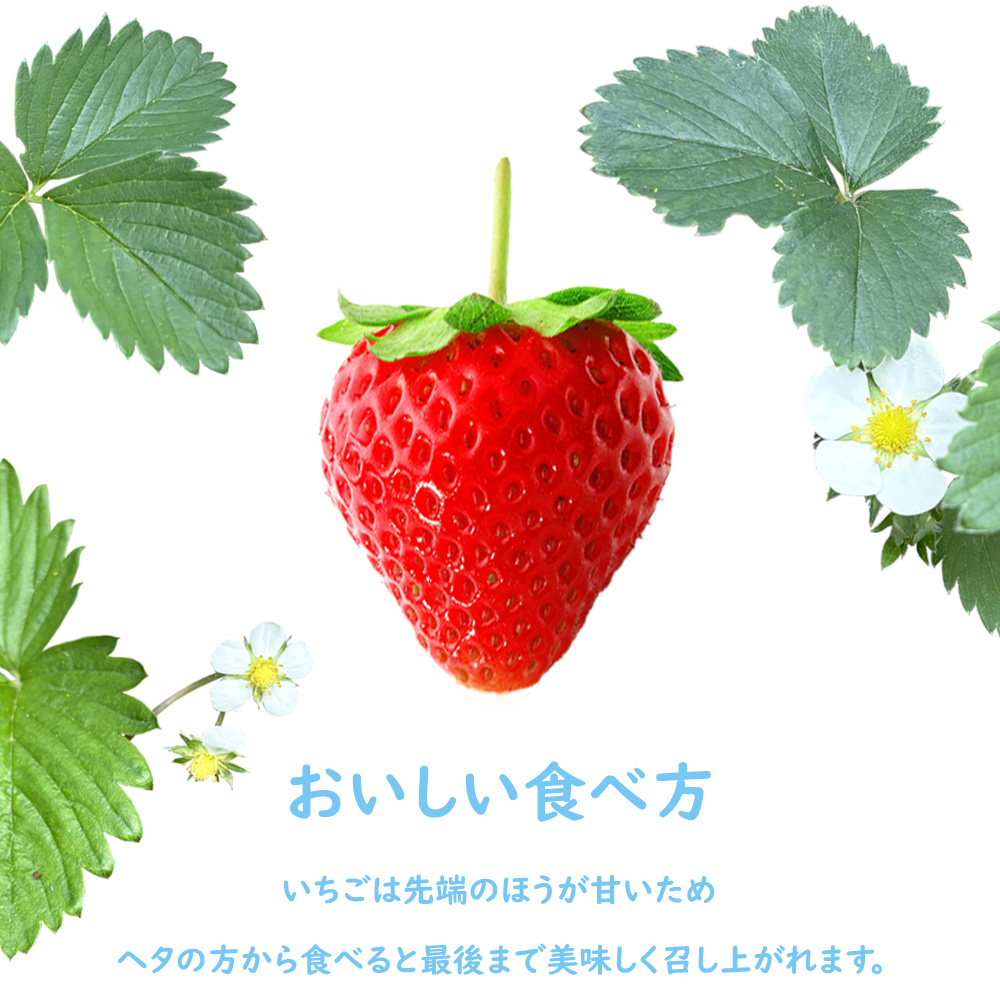 発送中／ いちごさん いちご イチゴ 苺 佐賀 果物 フルーツ ギフト