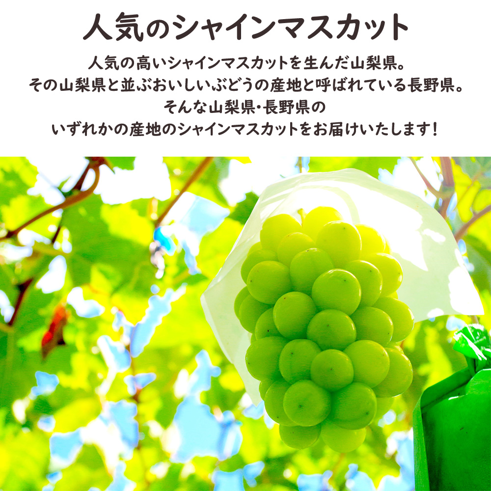 彩りフルーツセット
