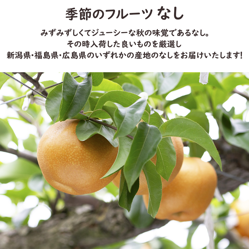 彩りフルーツセット