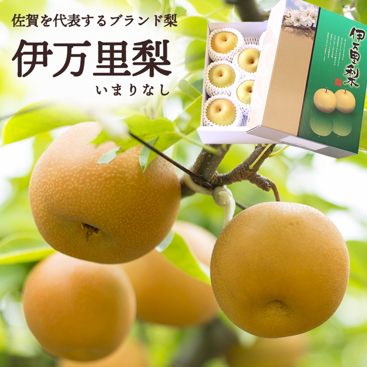 伊万里梨 お中元 贈答用 ギフト 梨 佐賀県産 幸水 約2kg 化粧箱入り