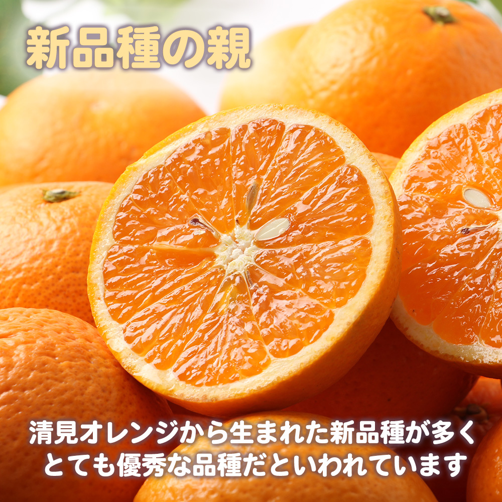 清見オレンジ 赤秀品 約10kg M〜2L 清見タンゴール みかん オレンジ