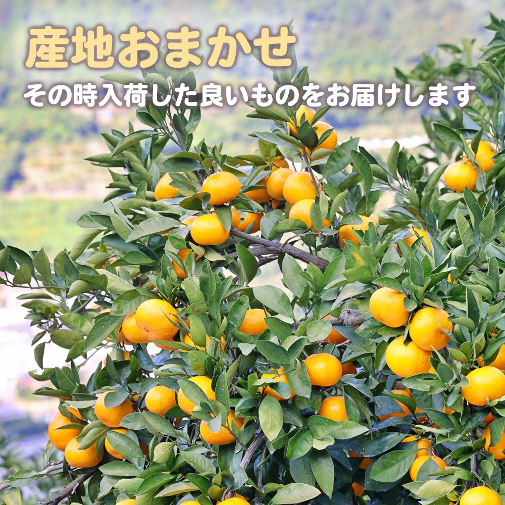 清見オレンジ 赤秀品 約10kg M〜2L 清見タンゴール みかん オレンジ