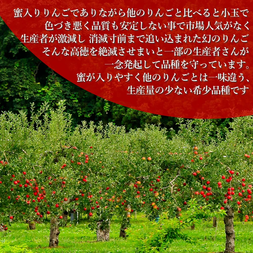 山形県産 蜜入り りんご 高徳 こうとく 2k...の詳細画像2