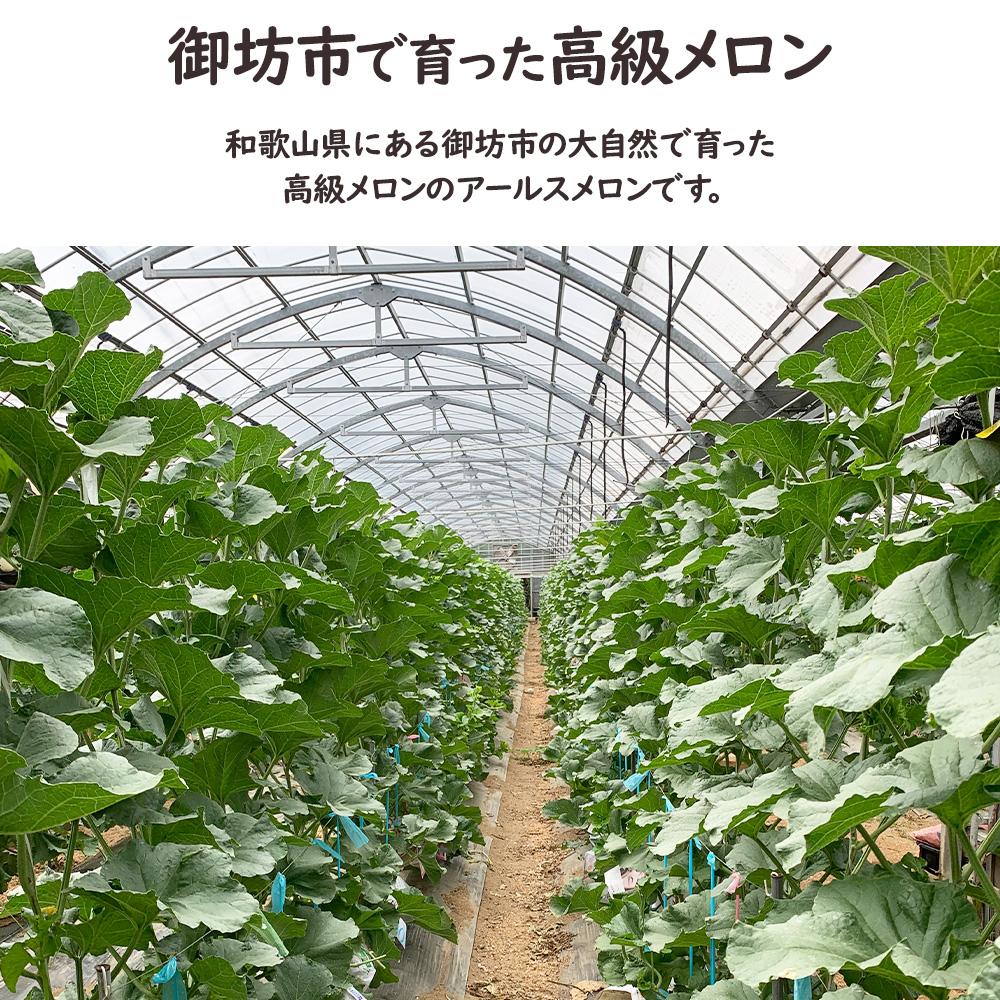 和歌山産直メロン